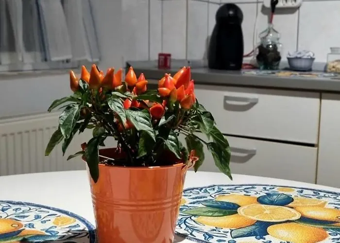 Apartamento Piatra Craiului Cozy Flat Timişoara